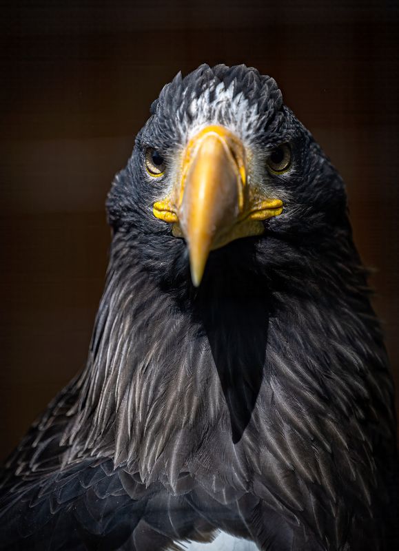 Seaeagle Nikon Wildlife  Морски орел photo preview