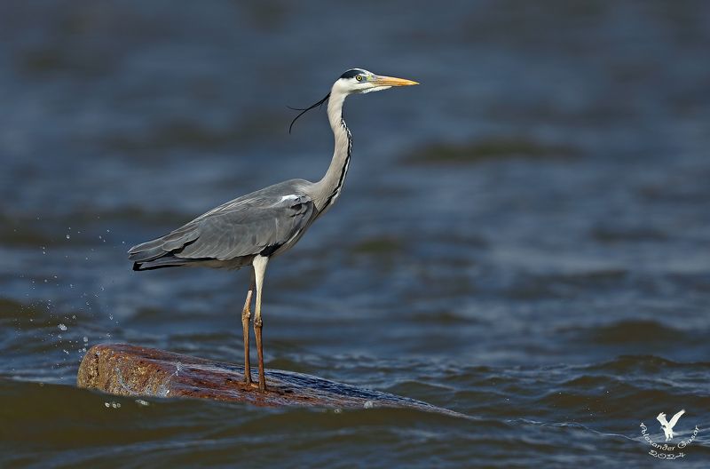 серая цапля. На подиуме.photo preview