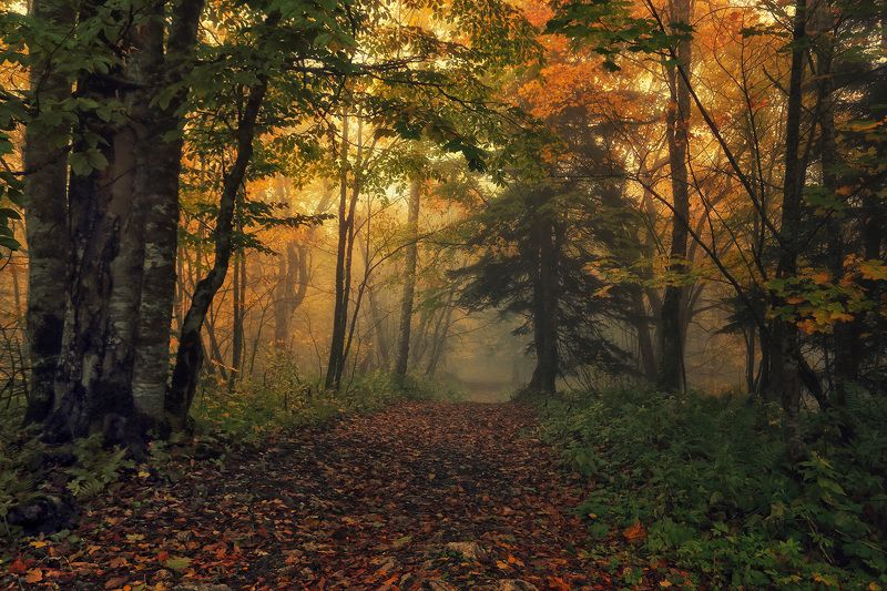 осень, пейзаж, Россия, путешествия Тропой осениphoto preview