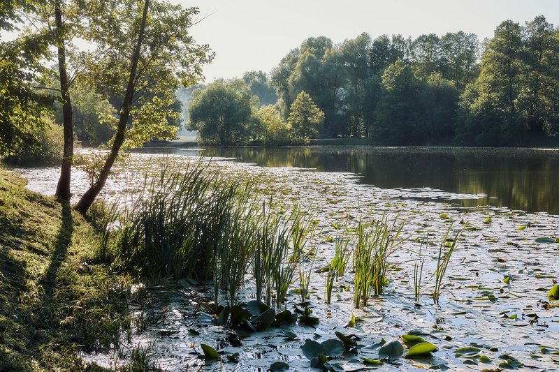 парк, озеро, лес В парке фото превью