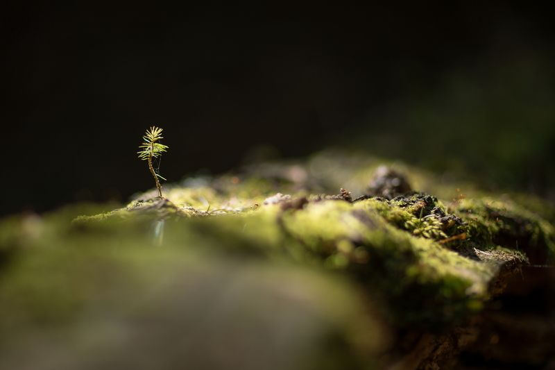 Весна 2024 г. фото превью