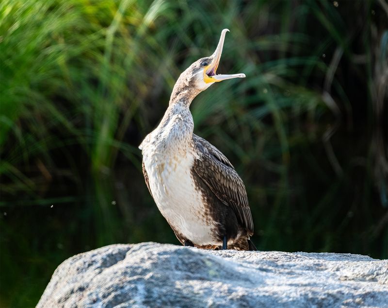 алтай, казахстан, баклан, птица photo preview