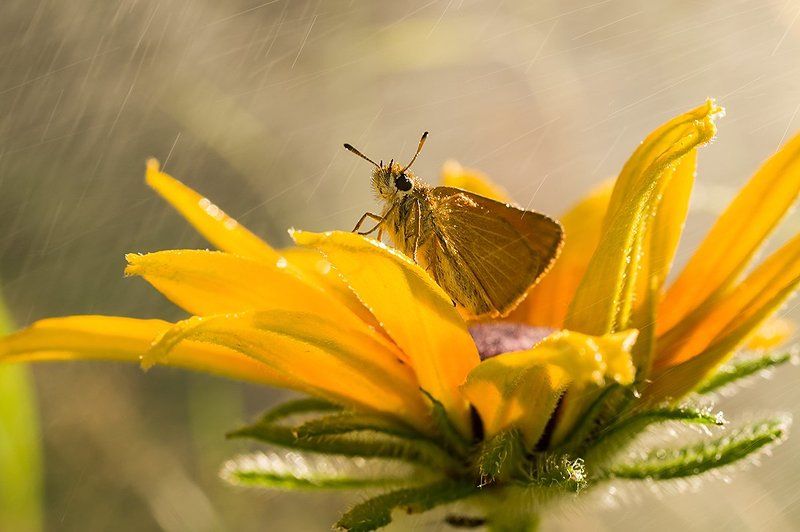 толстоголовка, бабочка, дождь, оранжевый На фоне дождяphoto preview