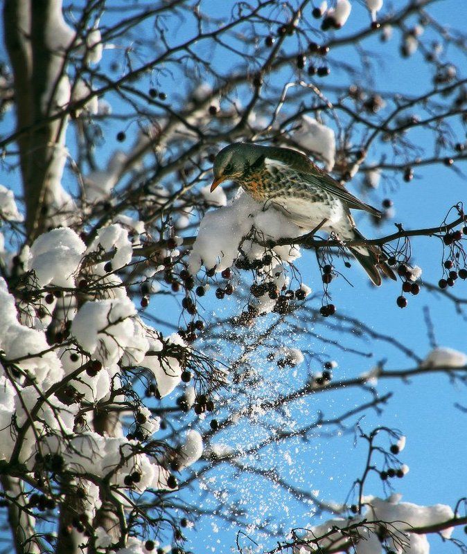 дрозд, зима, снег, боярышник, ягоды Понасыпали тут!photo preview
