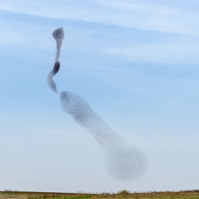 Скворцы фото превью