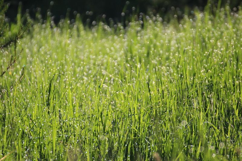 Утренняя росаphoto preview