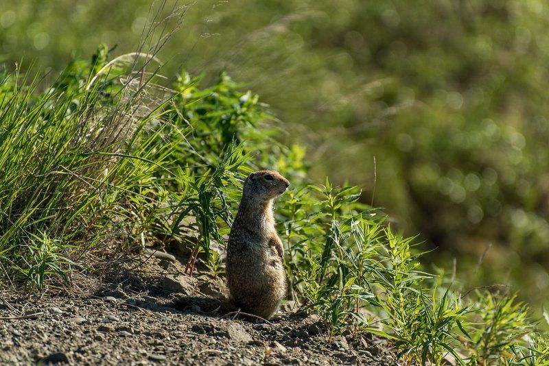 Думы окаянные...photo preview