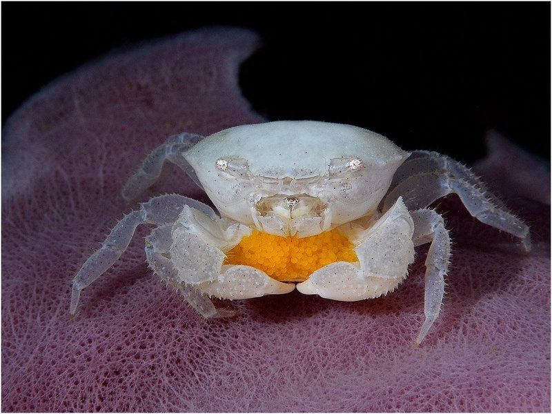краб, филиппины, дайвинг, макро, икра Ikuraphoto preview