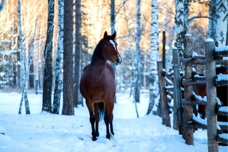 закат, зима, конная фотография, лошади, мороз На закатеphoto preview