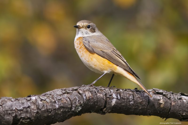 Горихвостка Redstart.photo preview
