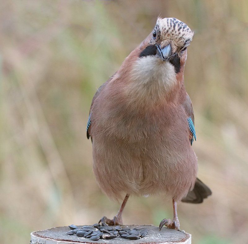 А компот...?photo preview