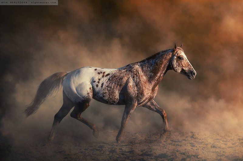 appaloosa, dust, fog, horse, mist, аппалуза, дым, лошадь, туман UT Spurs For Olenaphoto preview