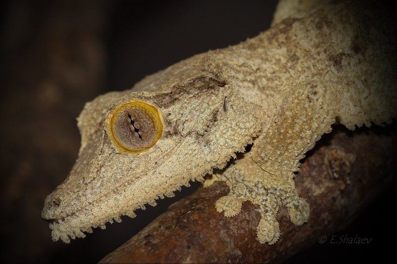 Uroplatus sikorae, Геккон, Плоскохвостый геккон, Рептилии, Ящерица Живущие в ночи 1photo preview