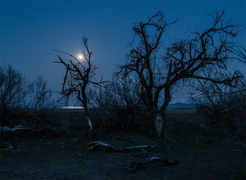 Баскунчак, Весна, Вечер, Деревья, Луна, Пейзаж, Природа, Сумерки Дело было вечером, делать было нечего,....photo preview