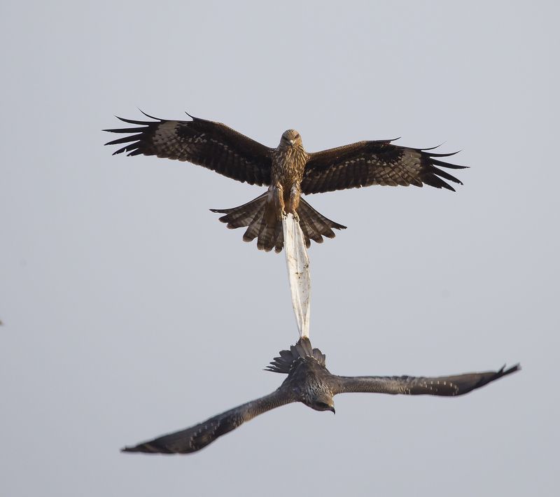 отдай,или перетягивание кулька в воздухеphoto preview