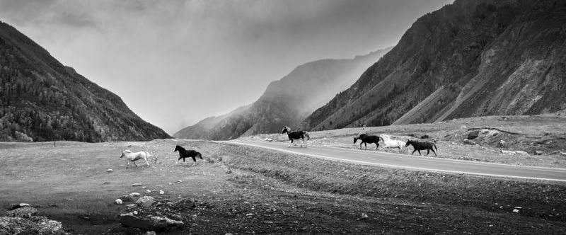 Алтайские мустангиphoto preview