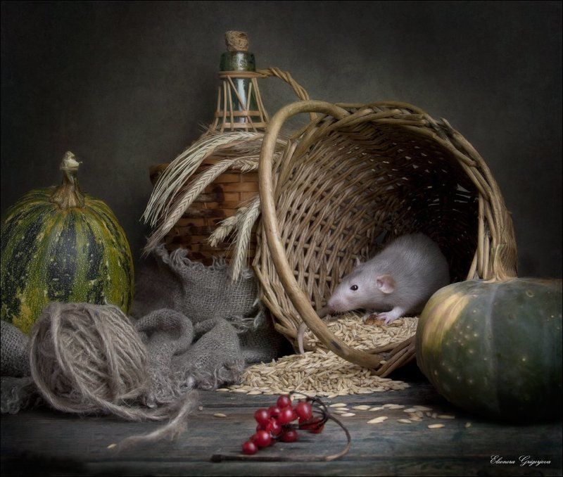 бублики, дамбо, кошка, крыса, молоко, тыква, яблоки Про маленького крысикаphoto preview