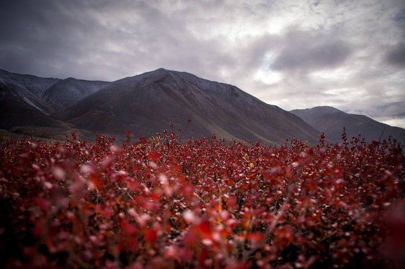 осень, горы, облака, Чукотка Красная осеньphoto preview