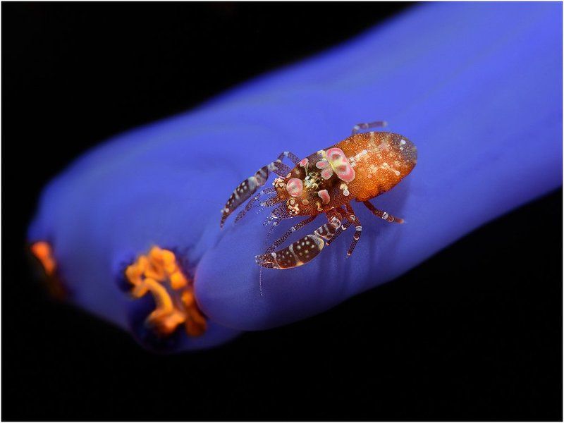 macro, diving, philippines, cebu Patternphoto preview