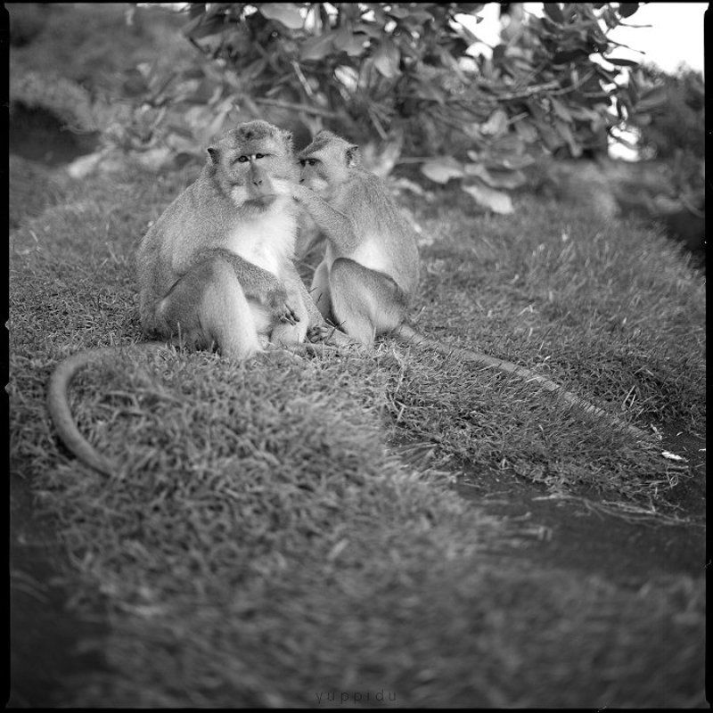 Bali, Indonesia * * *photo preview