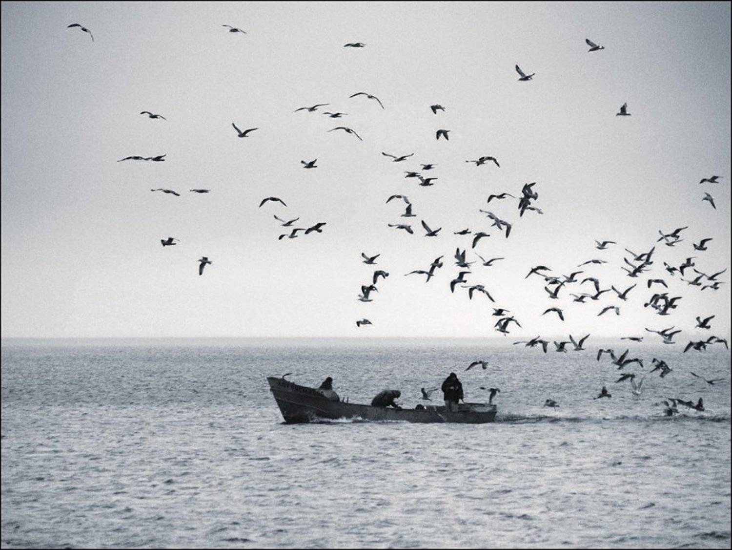 идём домой. Автор: Андрей Литов рыбаки, чайки, Андрей Литов