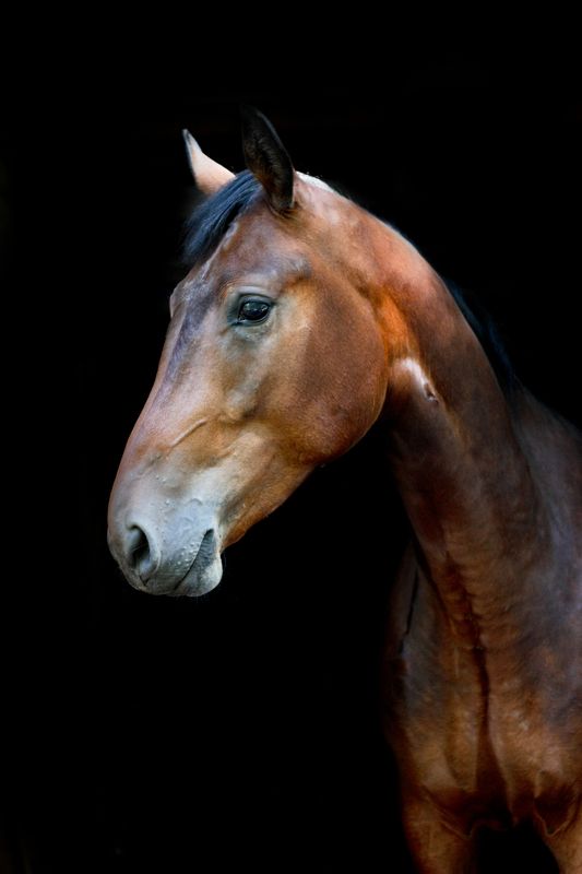 лошадь, портрет, черный фон Призывphoto preview
