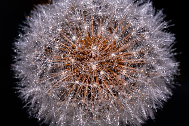 макро, цветы, одуванчик, черный фон, капли, macro, flowers, dandelion, blackbackground, drops Dandalion фото превью