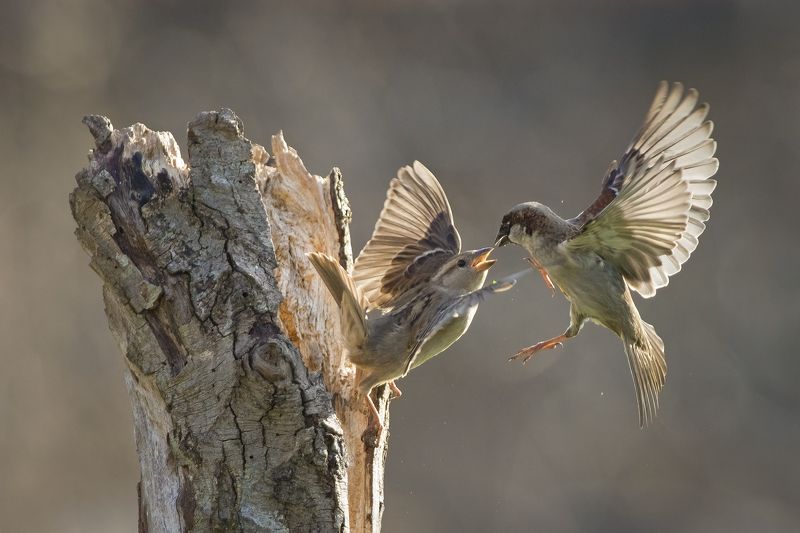 Просто воробьиphoto preview