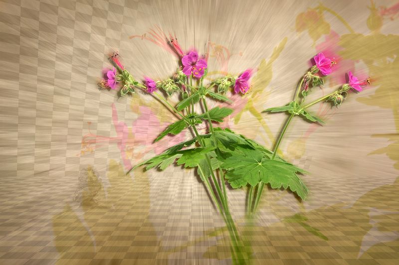 collage, color, colors, concept, conceptual, digital, digital art, editing, flower, geranium, nature, photo collage, photography, spring, still life, surreal, surrealism, Весна в воздухеphoto preview