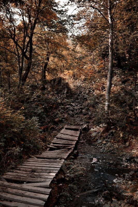 Дорога в лесуphoto preview