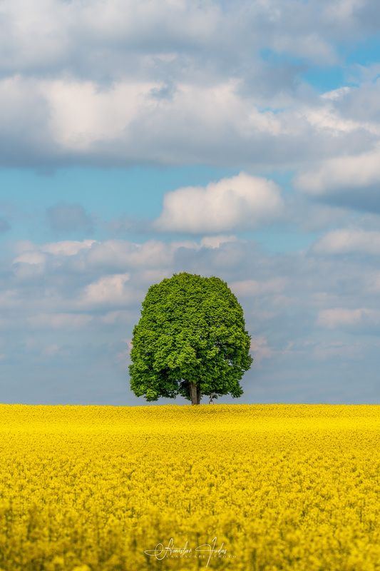 spring, moravia, field, alone, tree A lone soldier in the field.photo preview