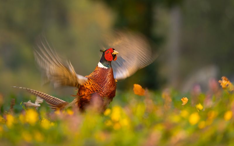 Pheasantphoto preview