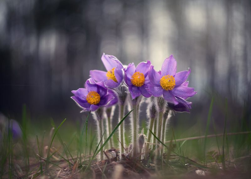 ***апрельphoto preview