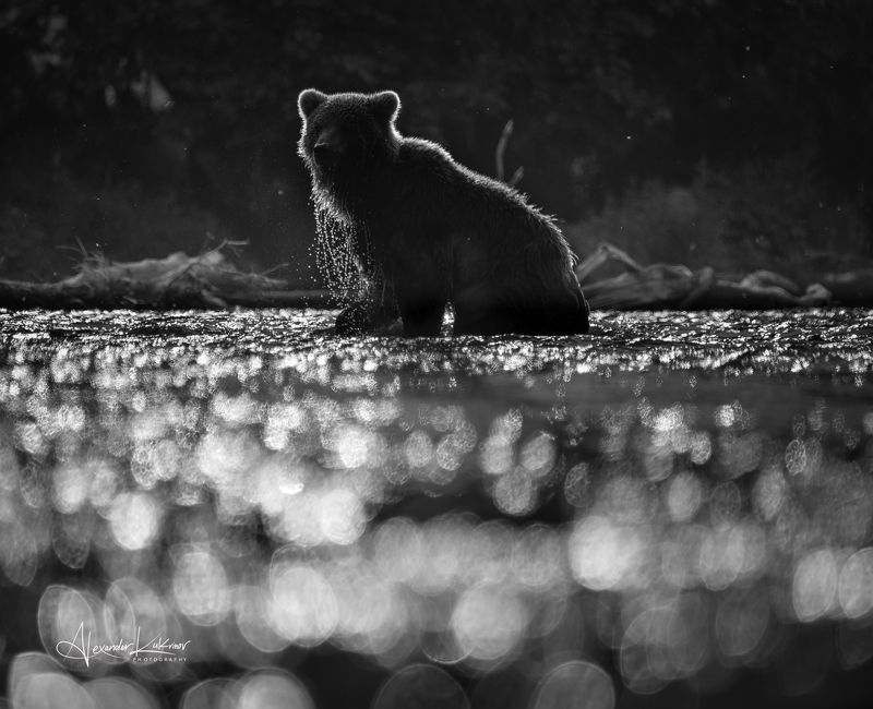 медведь,чб,монохром,камчатка Немного ЧБ... фото превью