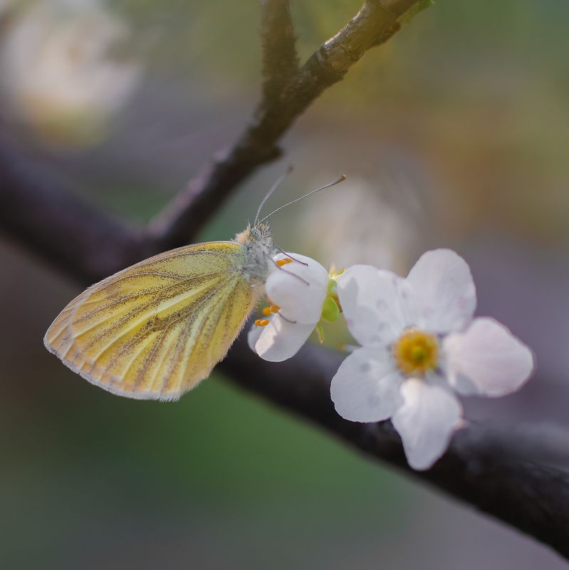 butterfly, spring, macro, photography, canon, tamron, close-up Spring decorationphoto preview
