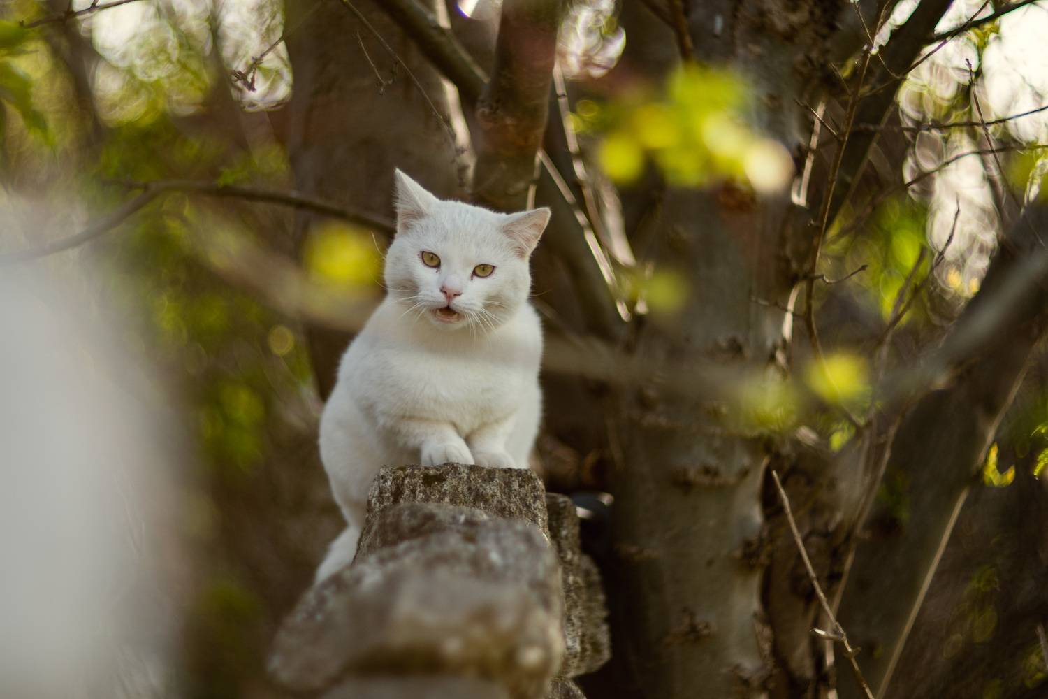 улица, уличное фото, стрит, животные, кот, разговор, винтажная оптика, мануальный фокус, helios 40-2, керчь, крым, россия, Щербак Анатолий