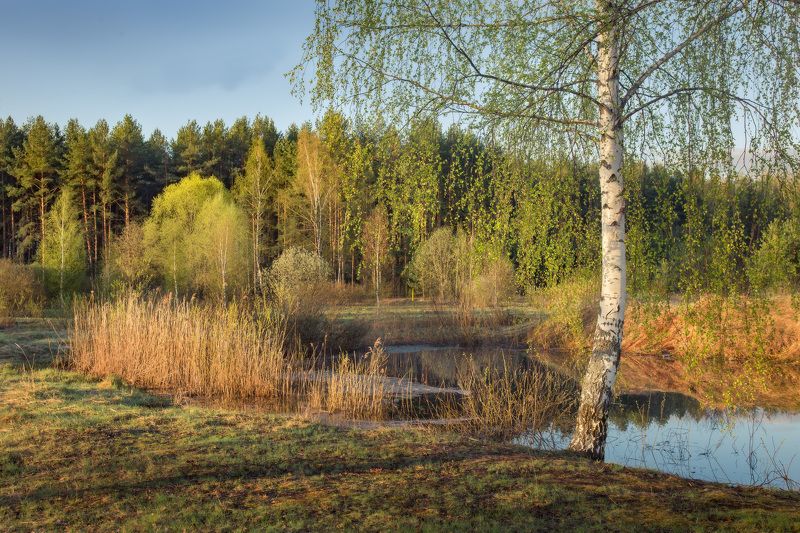 апрель весна береза утро Пора ловить плотву.photo preview