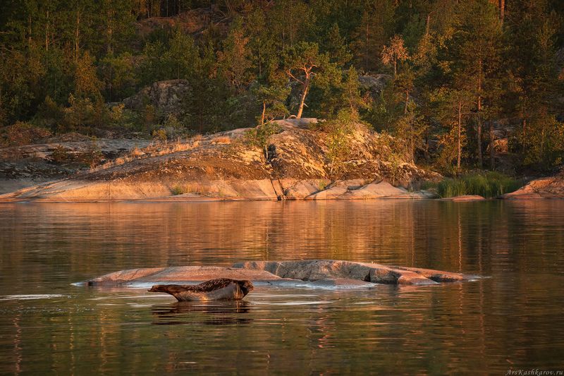 Карелия, Ладожские шхеры, саклы, сосный, островки, ладожская нерпа, Ладога, Приладожье \