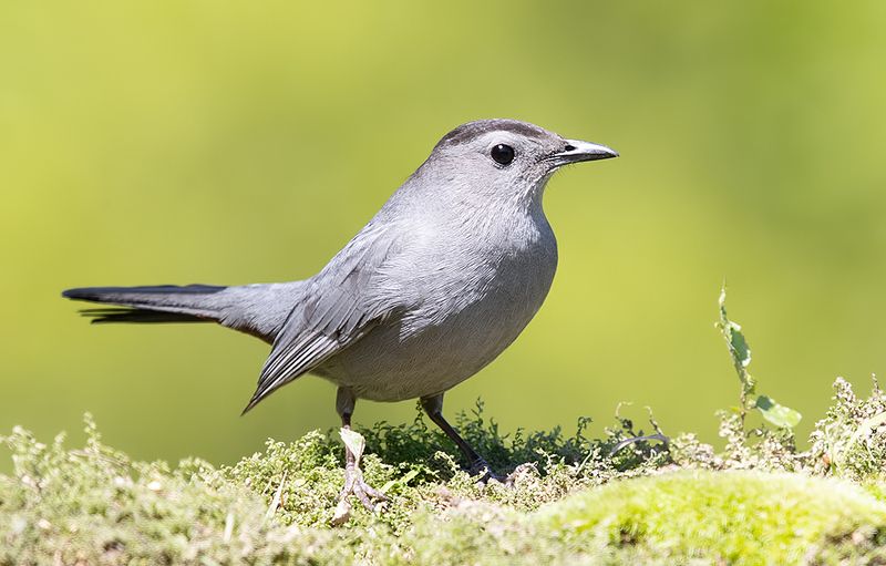 gray catbird, кошачий пересмешник,  пересмешник, catbird Gray Catbird -Кошачий пересмешникphoto preview