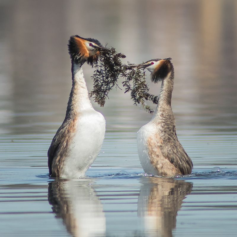чомги Чомгиphoto preview