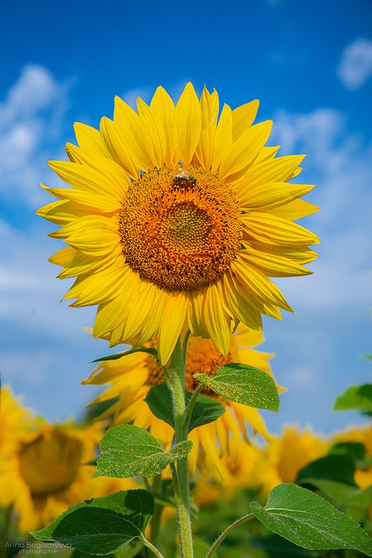 Солнце с лепесткамиphoto preview