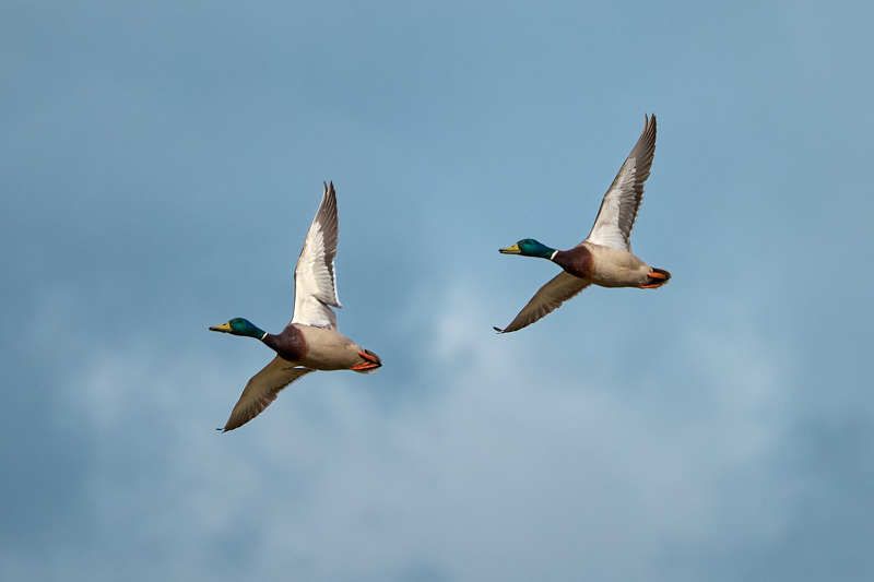 Селезень утка кряква полет photo preview