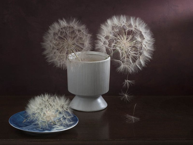 Пушистые шары козлобородника очень фотогеничны , так и хочется их сниматьphoto preview