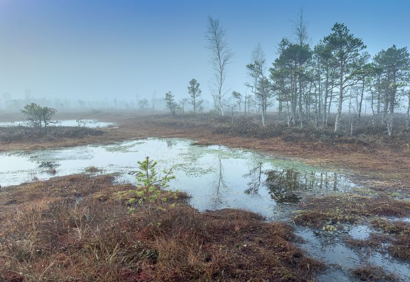 Утро на болоте. Апрельphoto preview