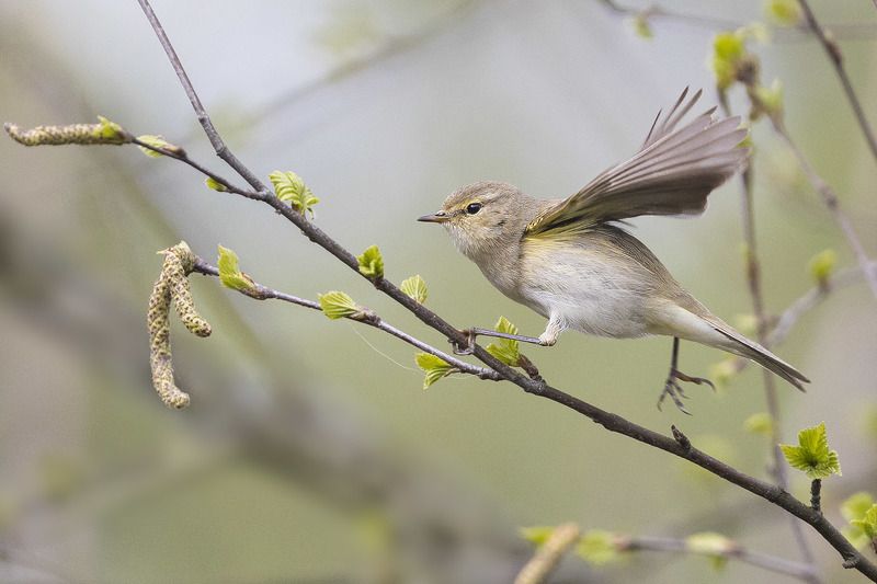птицы, подмосковье Пеночка с весною в гости к нам летитphoto preview