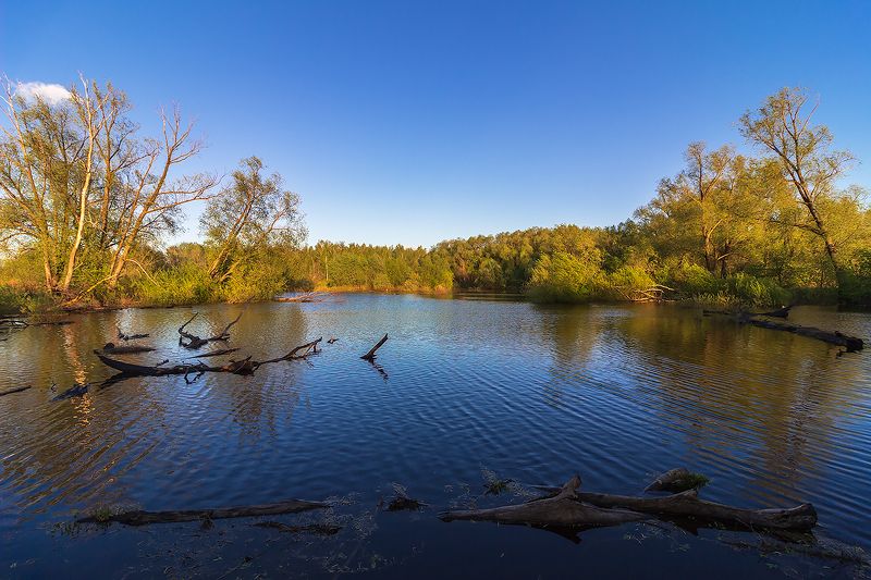 вечер, озеро, лес, весна photo preview