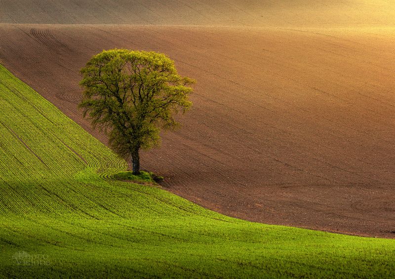 springtime,tree,field,rural,fresh,spring,light, On the Fieldphoto preview