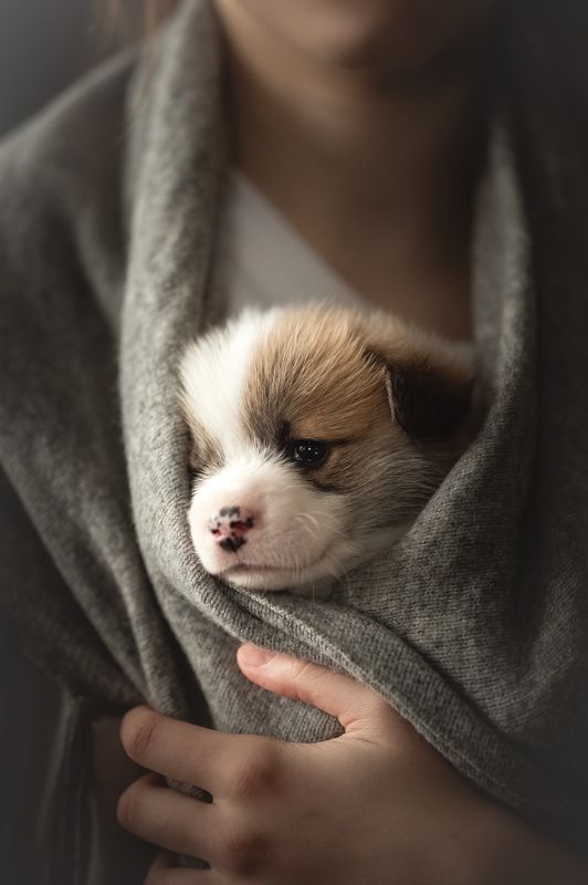 Будущая собакаphoto preview