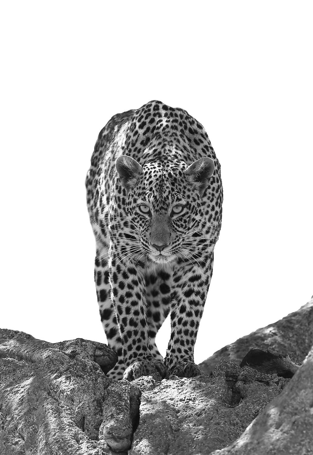 , Гудков Андрей