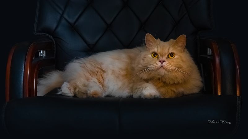 кот, животное, домашний, позитив, шотландец, прямоухий, фотография, Свирин Вадим, cat, animal, home, positive, Scotsman, straight-eared, photography, Vadim Svirin Мой кот.photo preview